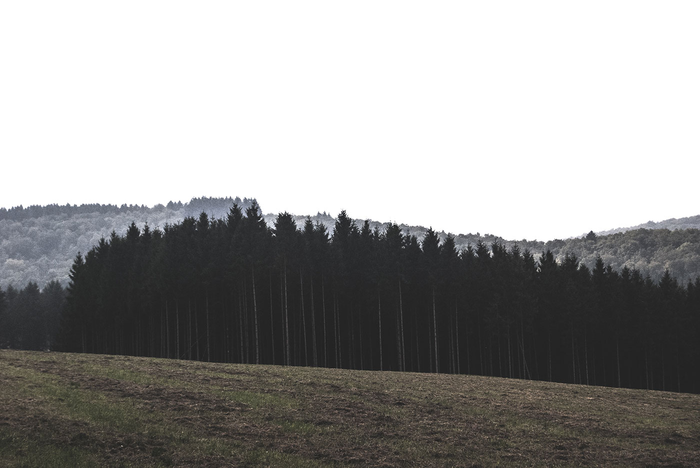 Exploring The Forest